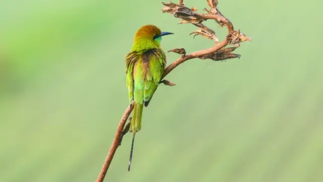 గ్రీన్ బీ ఈటర్