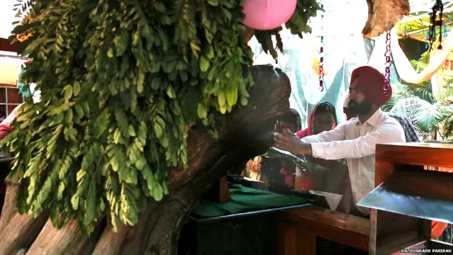 Famous Historic Tree