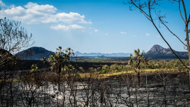 Área atingida pela queimada