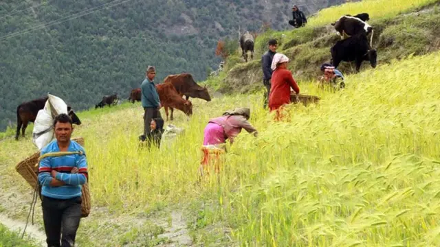 कोरोनाभाइरस