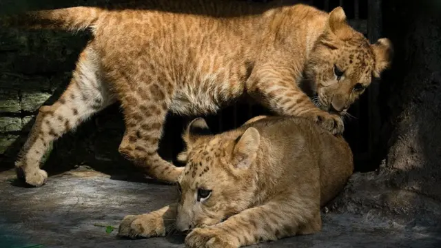 dos litigones, híbridos de un león y una tigona, que a su vez es un cruce entre un tigre y un león.
