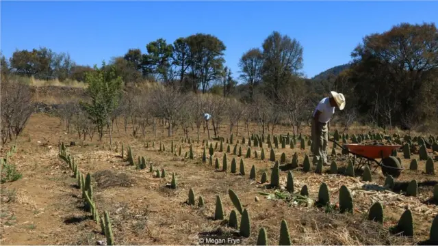 Milpa Alta