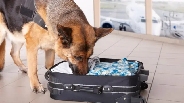 Cachorro farejandopixbet jogo do aviãobuscapixbet jogo do aviãoexplosivos