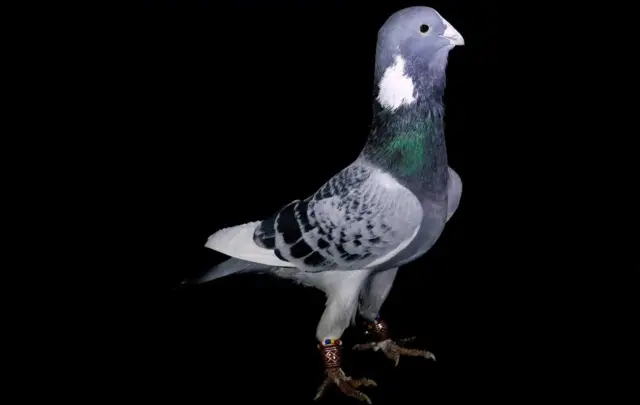 الحمام