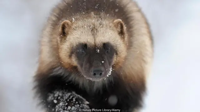 भालू के मोटे फर