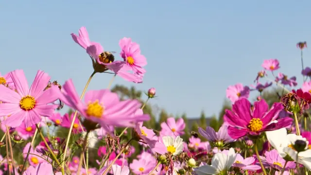 Abelha na flor