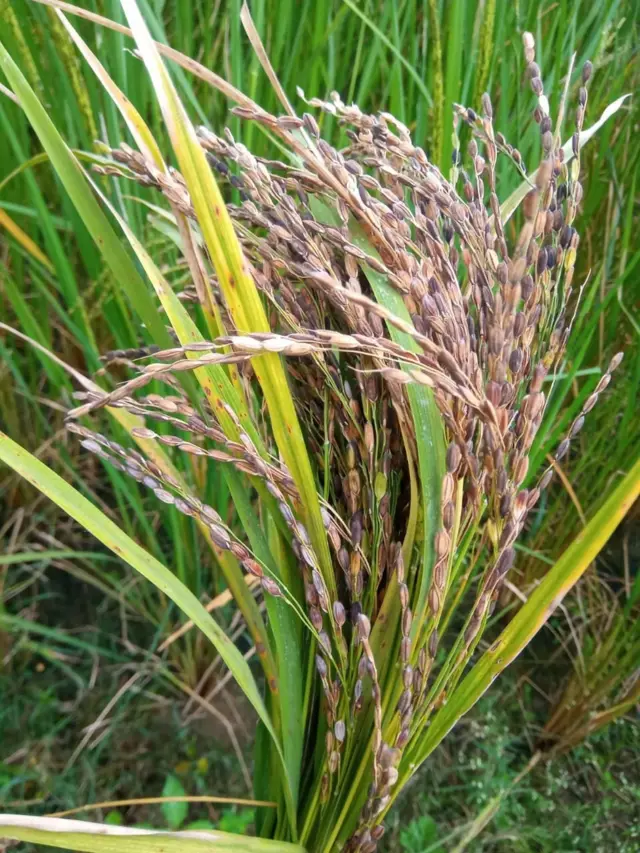 களர்ப்பாலை பயிர்