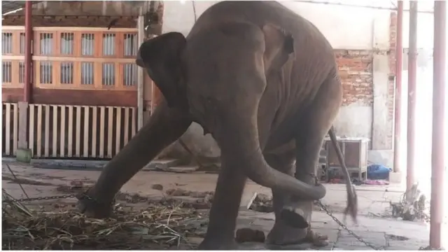 ගංගා නමැති අලි පැටවා