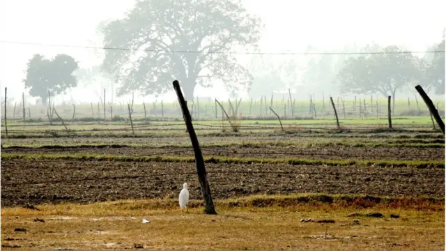 फसल की रखवाली के लिए लगाई गईं कंटीली तारें