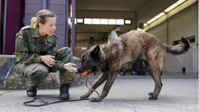 સ્નિફર ડૉગ