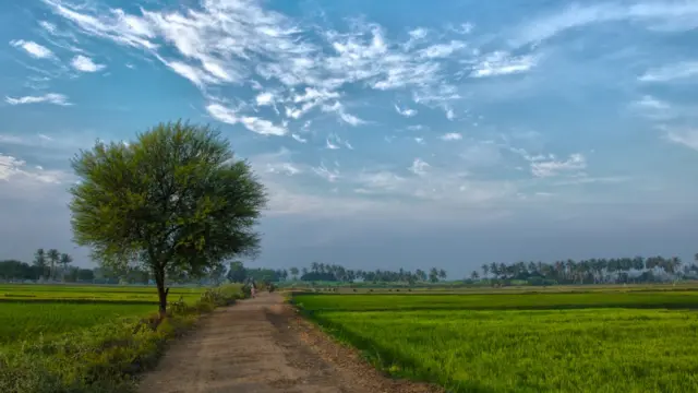 நெல் வயல்