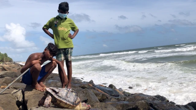 වනජීවී සංරක්ෂණ දෙපාර්තමේන්තුව පවසන්නේ අදාළ රස පරීක්ෂක වාර්තා මේ දක්වා නොලැබුණ බවයි.