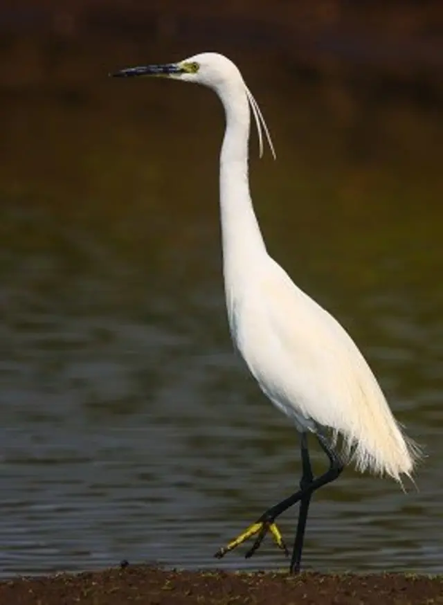 గ్రేట్ ఇగ్రేట్