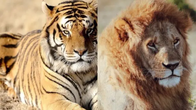 Agú na ódúm bú anúmanú abúo yiri onwe ha