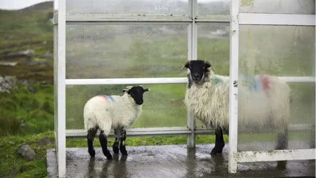 Овцы на автобусной остановке