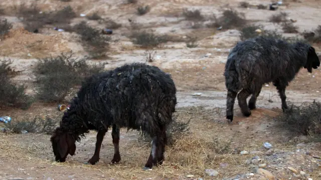 Черные овцы