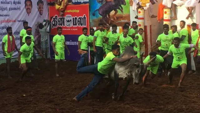 ஜல்லிக்கட்டு