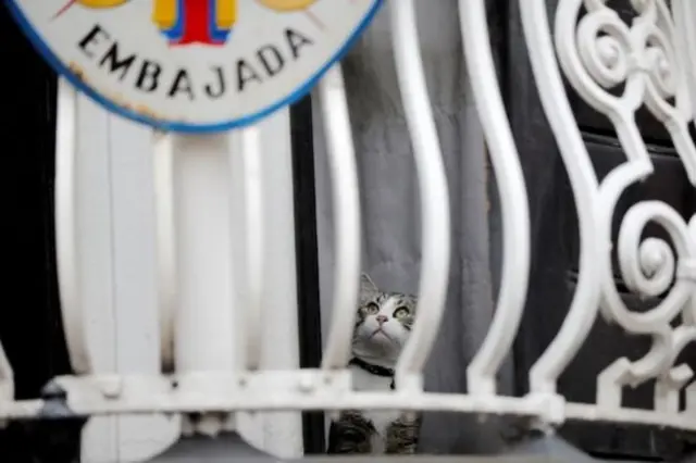 Кіт Ассанжа виглядає з вікна посольства