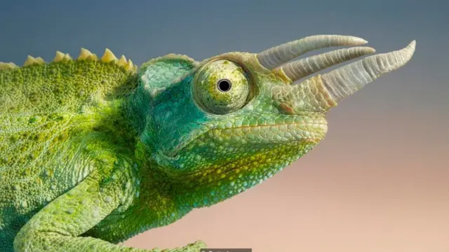 马克·斯奈德表示， '变色龙'可能会根据房间里的人改变自己的口吻——但他们更有可能取得进步