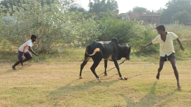 மதுரையில் ஜல்லிக்கட்டுக்கு தயாராகும் காளைகள்