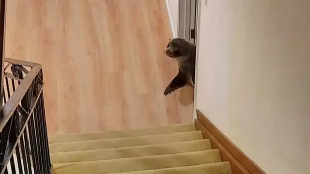 सील