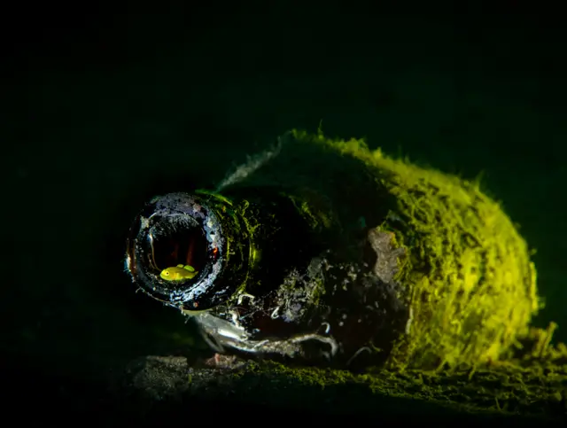 Žuti Gobi u odbačenoj staklenoj boci u okeanu u Anilau, Filipini