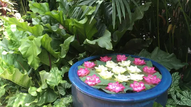 Jim Thompson House, Bangkok