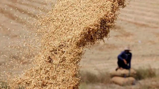 Plantaçãomr jack bet grêmioarroz na Tailândia