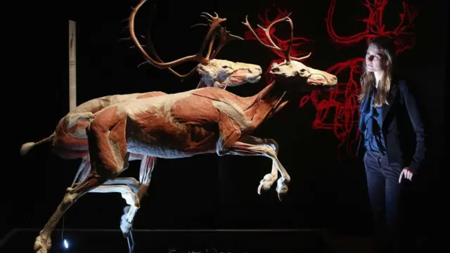 Exposición de animales