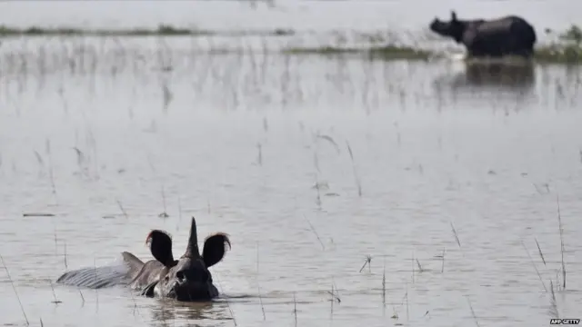 काज़ीरंगा नेशनल पार्क