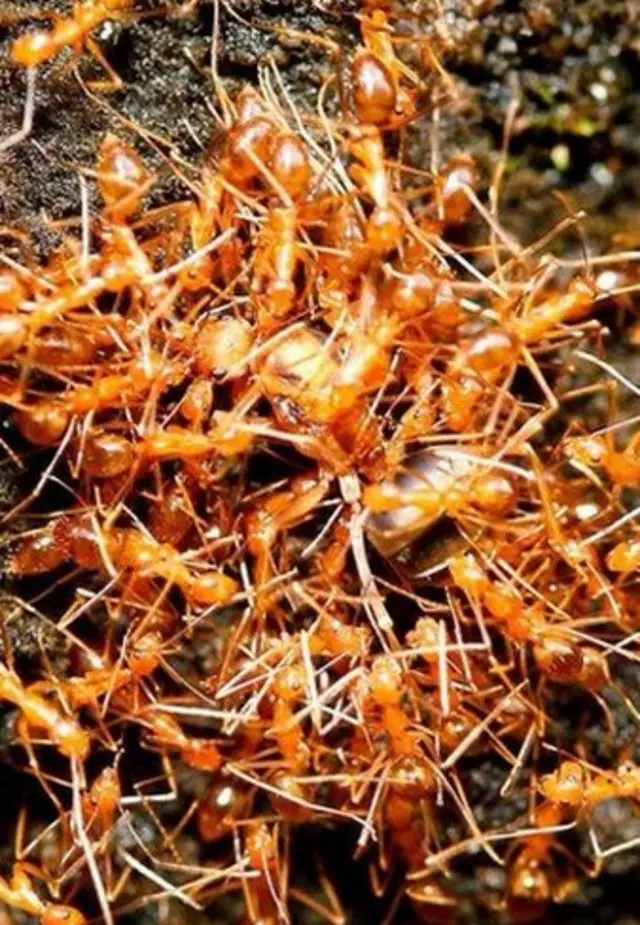 ఎల్లో క్రేజీ యాంట్