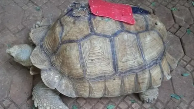 Ijapa tawọn dokita sisẹ abẹ fun