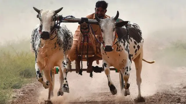 بیل گاڑیوں کی دوڑ