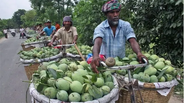 আম পরিবহনের সাথে চাঁপাই নবাবগঞ্জে হাজার-হাজার মানুষ জড়িত।