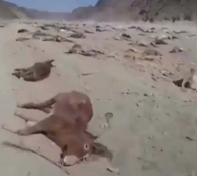 لاشه حیواناتی که قتل عام شدند