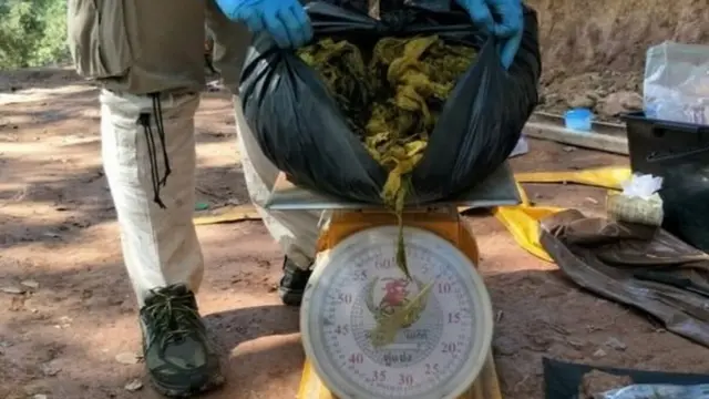 rusa mati karena sampah plastik