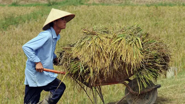 Giáo sư Võ Tòng Xuân: 'Nếu sợ thiếu gạo thì hỏi mấy ông doanh nghiệp và thương lái'