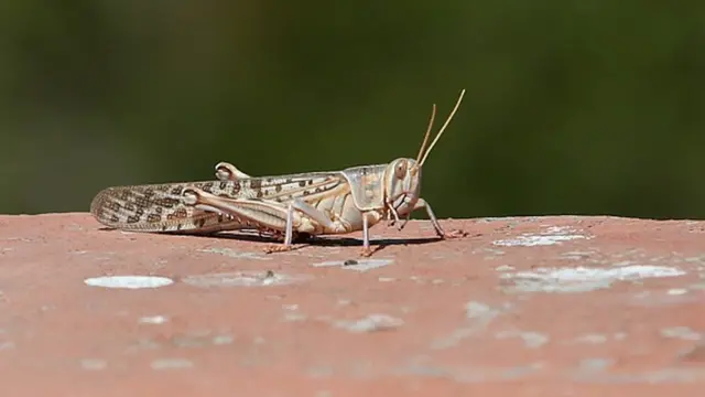 ভারতীয় পঙ্গপাল