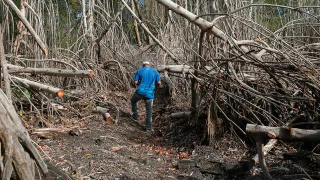 Manglares quemados en Estero Hondo, Puerto Plata, República Dominicana.
