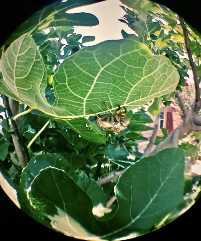 Insecto sobre una hoja.