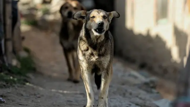 आवारा कुत्ते