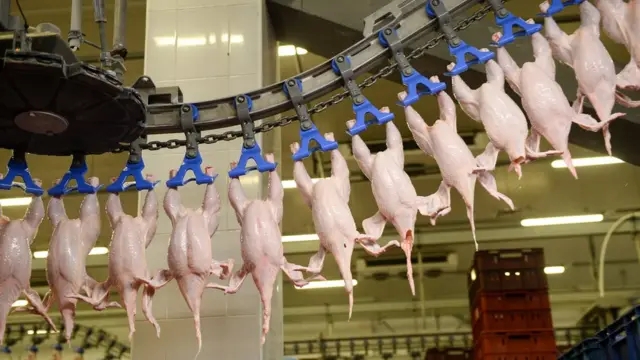 Куры на фабрике