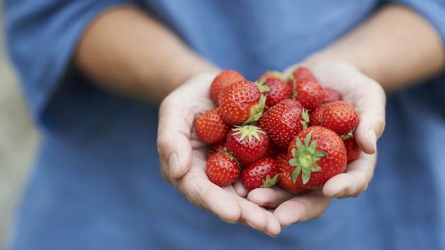 Una mano sostiene un puñado de fresas.