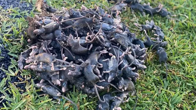 Ratones muertos en una pala