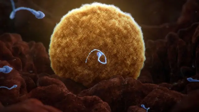 sperma, jajne ćelije, spermatozoid