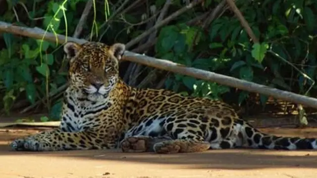 Onça no Parque Nacional Madidi