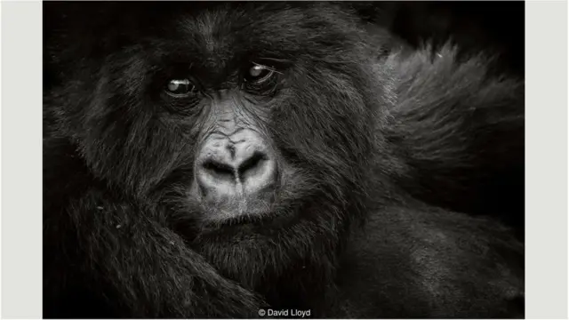 《铭记大型类人猿》是“铭记野生动物”系列图书的第三本，由古道尔（Jane Goodall）作序，将于2018年10月出版。