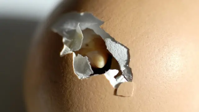 Pico en grieta de huevo