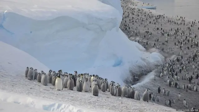 एम्परर पेंग्विन