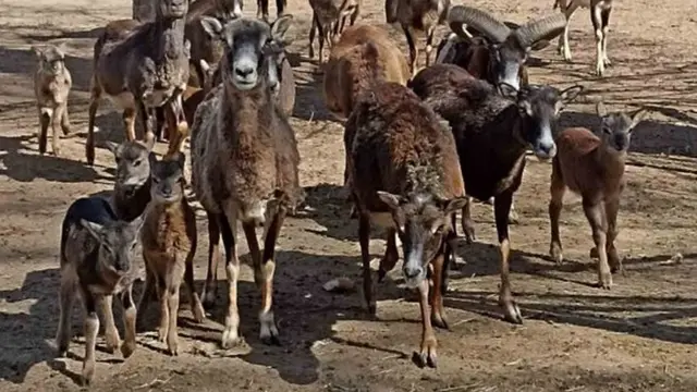 kebun binatang, hewan